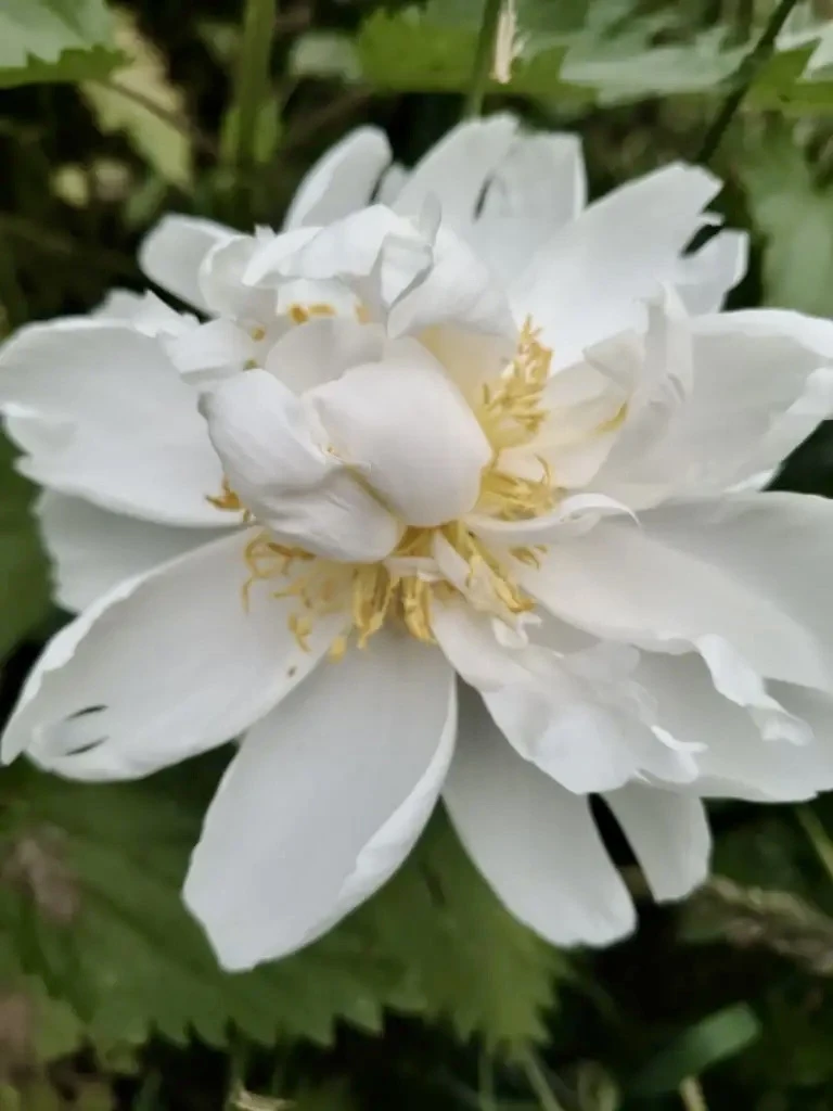 Пион White Masterpiece из нашей совместной закупки обещал быть махровым красавцем бомбовидной формы.