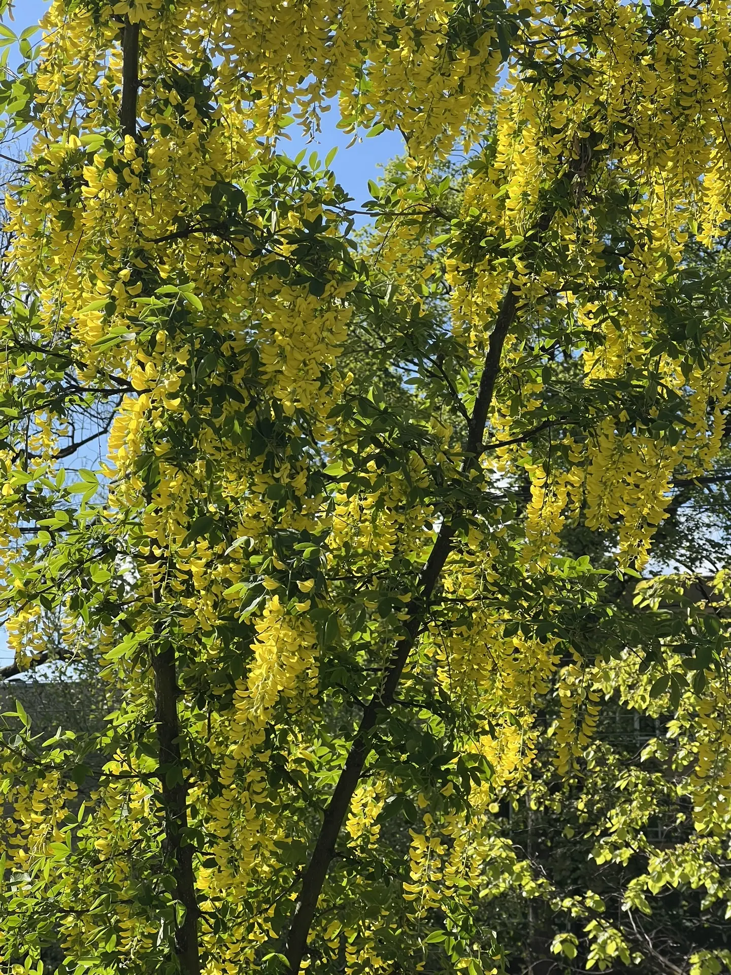 Цветущий Калининград 🌺