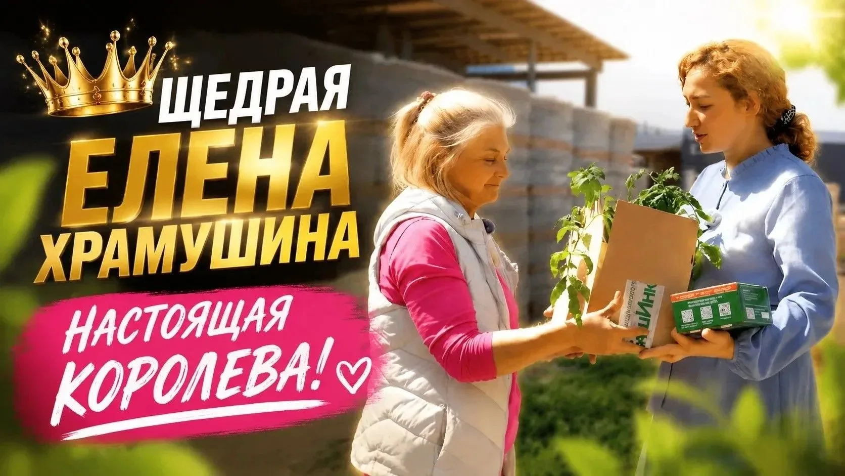А вы уверены в рассаде томатов, которую купили на рынке и высадили в грунт? От осинки не родятся апе