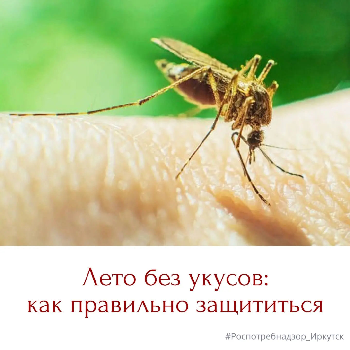 🦟 Встреча с комарами летом неизбежна, стоит только наступить теплым вечерам.

Эти насекомые не толь