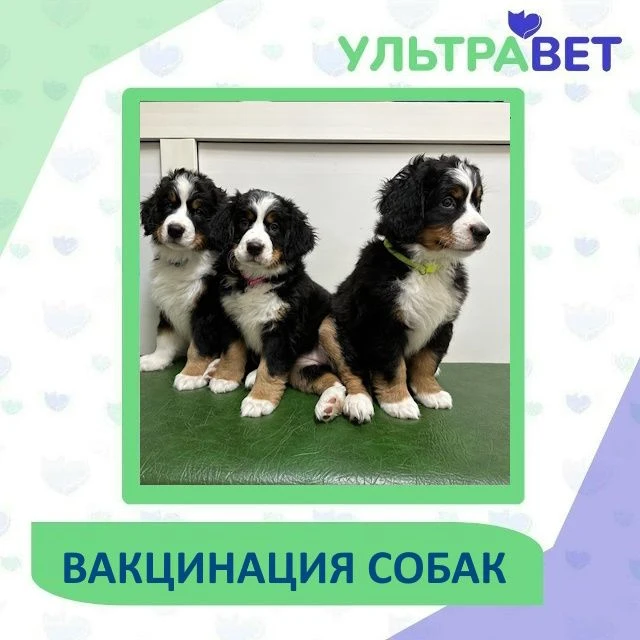 Какие болезни предотвращают прививки для собак?
Владение щенком или взрослой собакой — это большая о