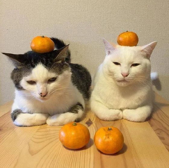 Мандарины замедляют наше старение.

@FactTG