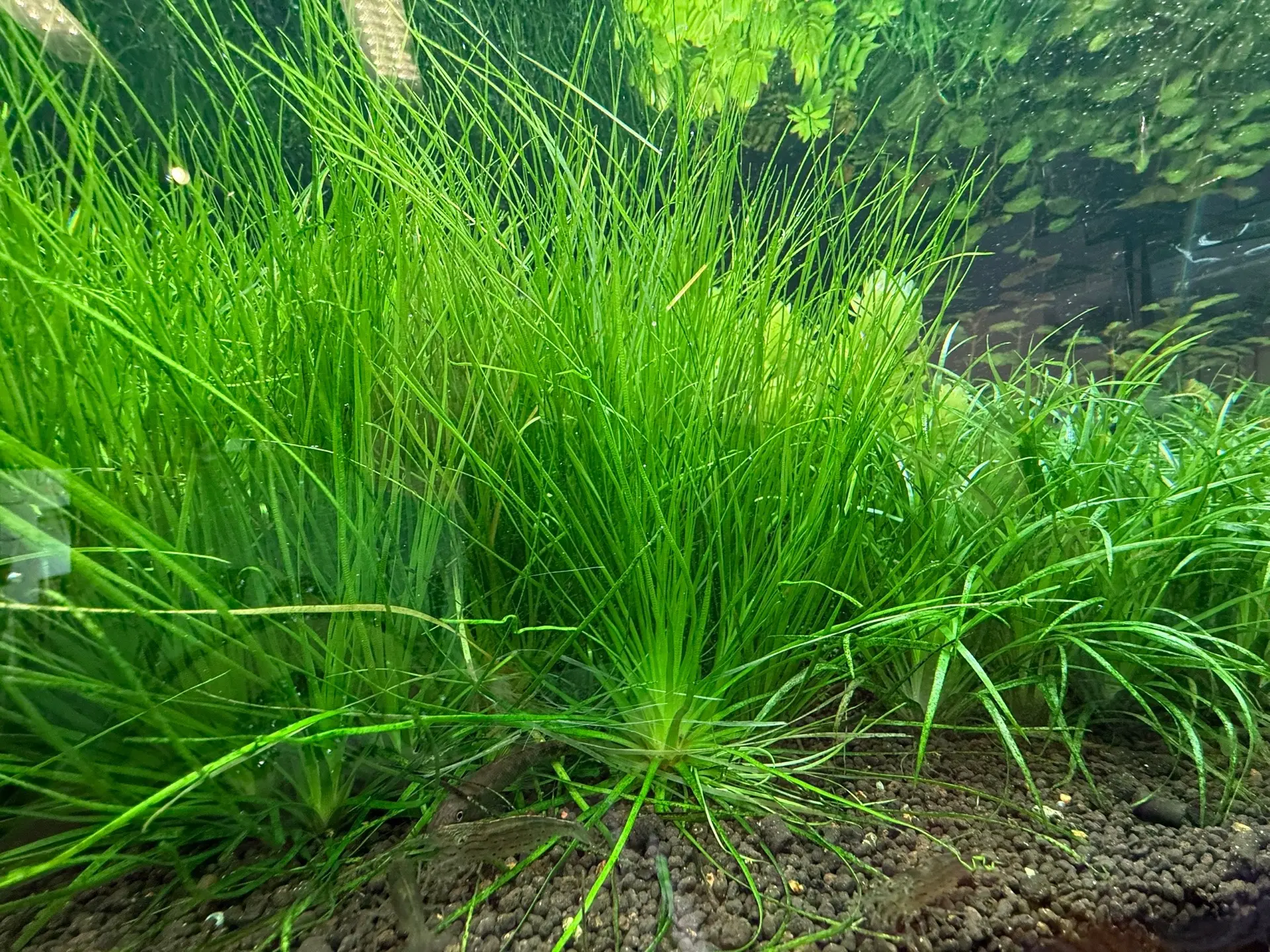 Эриокаулон Малоятор 🌱 

У нас целая плантация этого красавца😍 растёт отлично, чувствует себя прекр