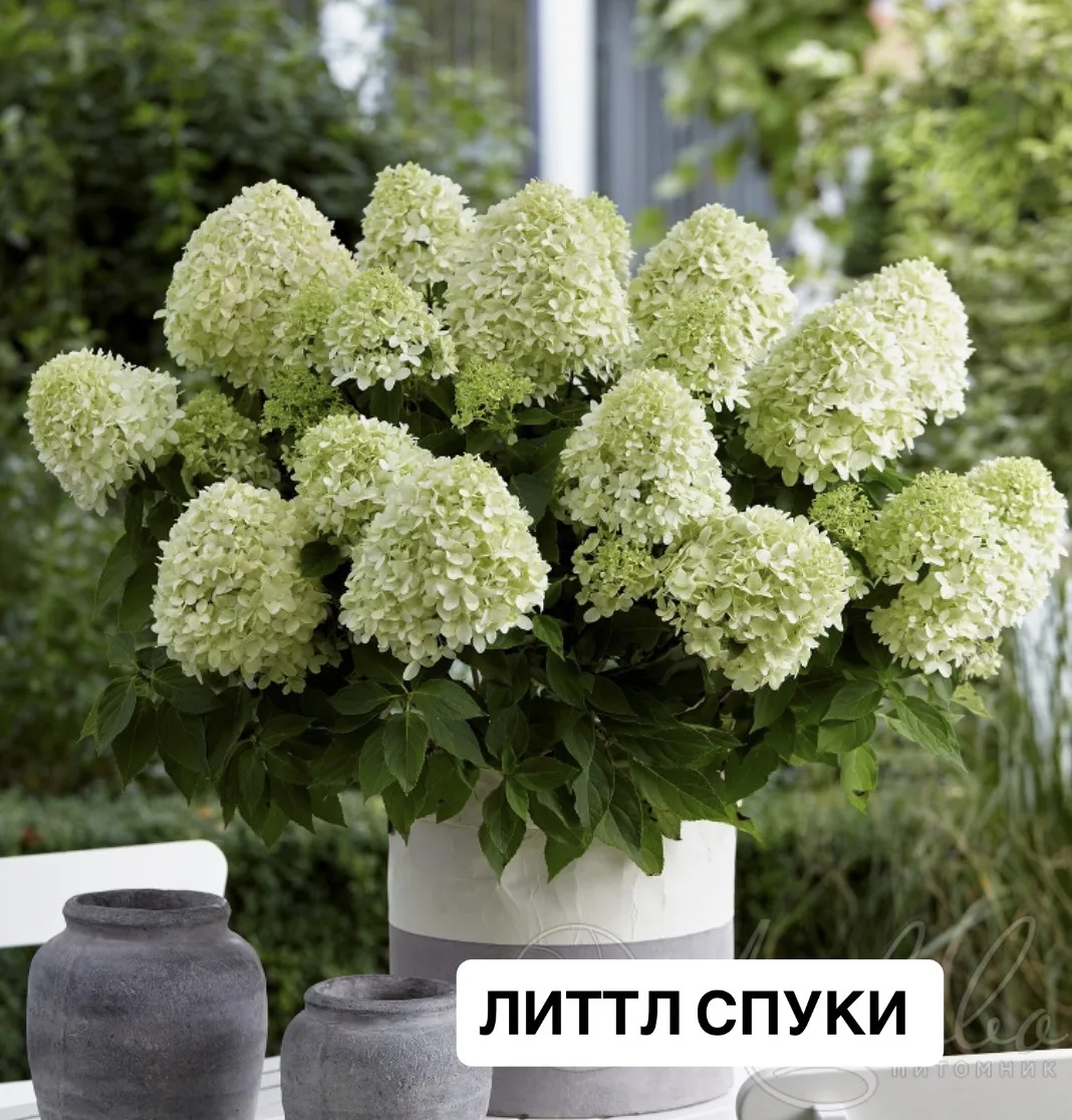 ГОРТЕНЗИЯ МЕТЕЛЬЧАТАЯ🌸

ЛИДЕР неприхотливости 

Растёт на солнце и в полутени, зимует без проблем д