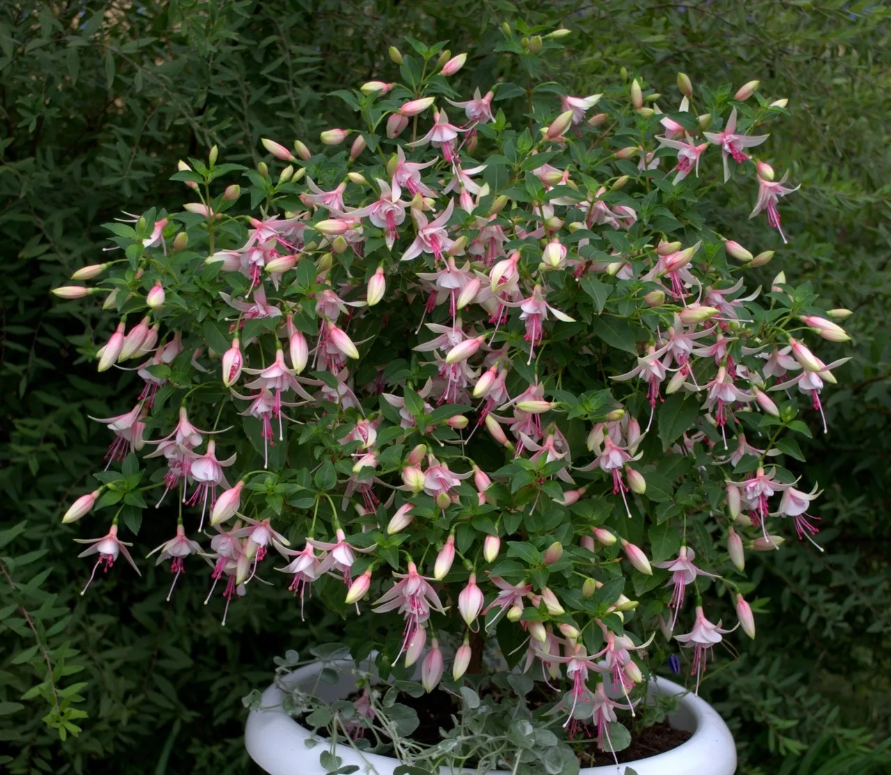 Уважаемые фуксиманы! 
В наличии 11 сортов фуксий серии Bella Fuchsia💕 
Это серия компактных обильно