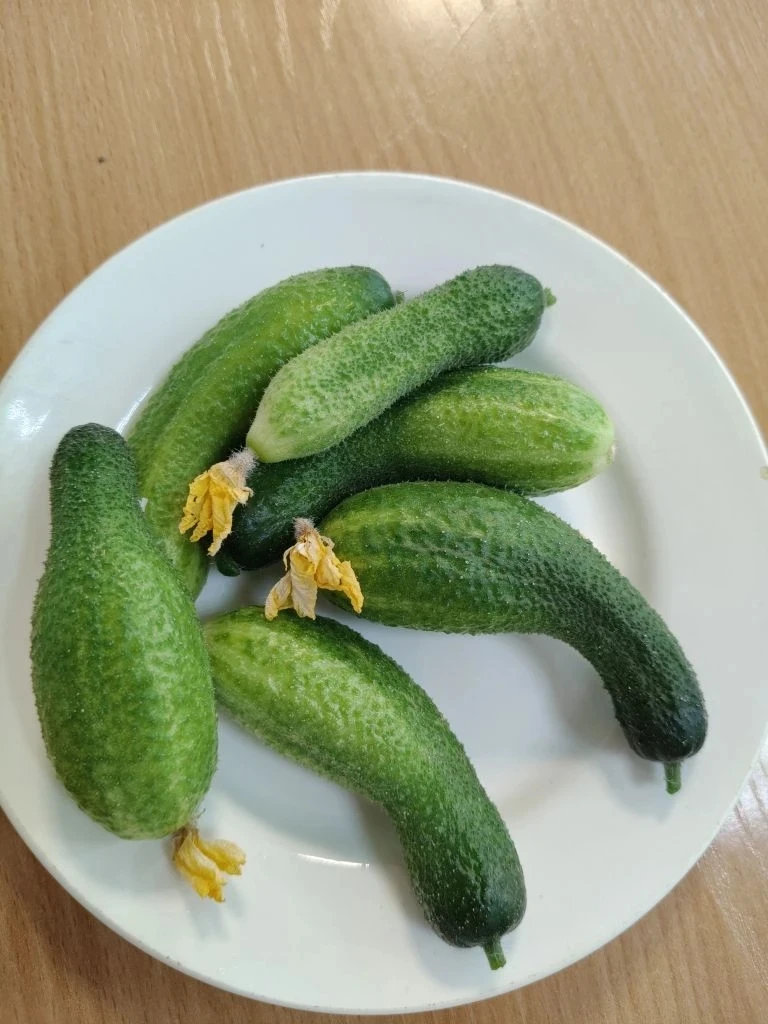 🥒 Рубрика «Огород на подоконнике».
Группа «Семицветик» 🌸
сегодня удивили всех урожаем огурцов! 😋
