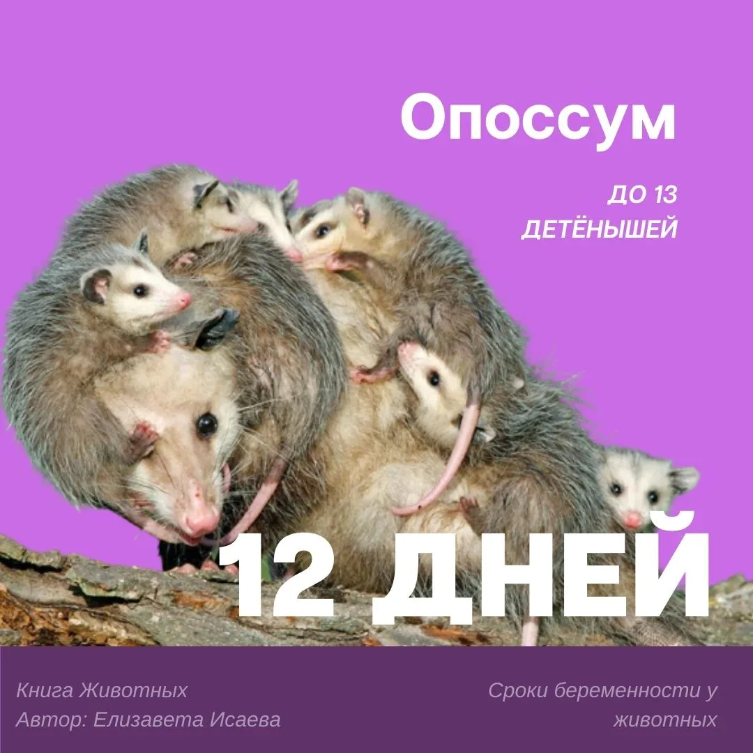 Средняя продолжительность беременности у некоторых млекопитающих. 

КНИГА ЖИВОТНЫХ
Лучший проект по 