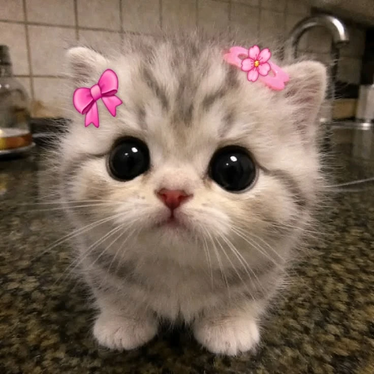 ТЕСТ "КАКОЙ ТЫ КОТИК" ТЕПЕРЬ В МАКС! 🤩

Подписывайся и проходи 👇