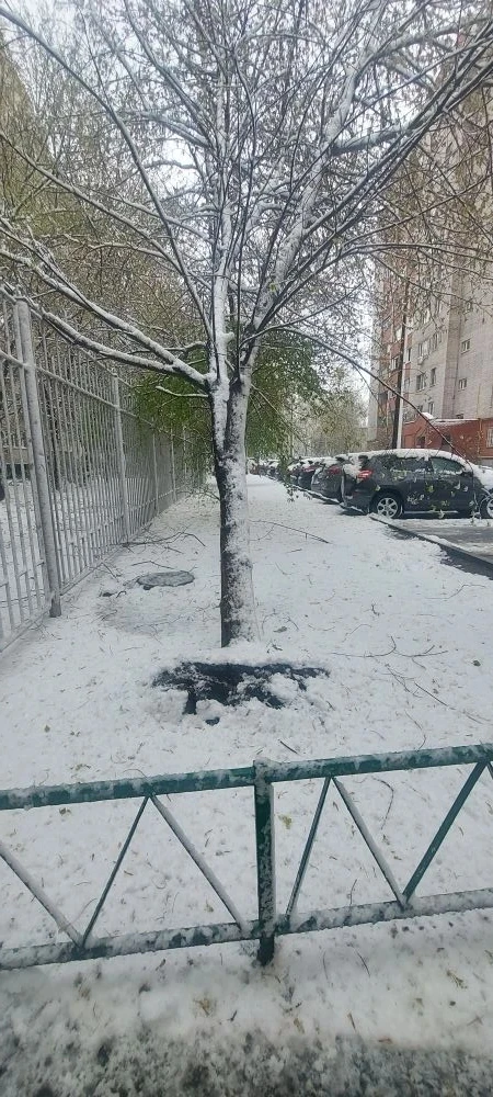 Повреждённое дерево у калитки рядом с постом охраны также убрано