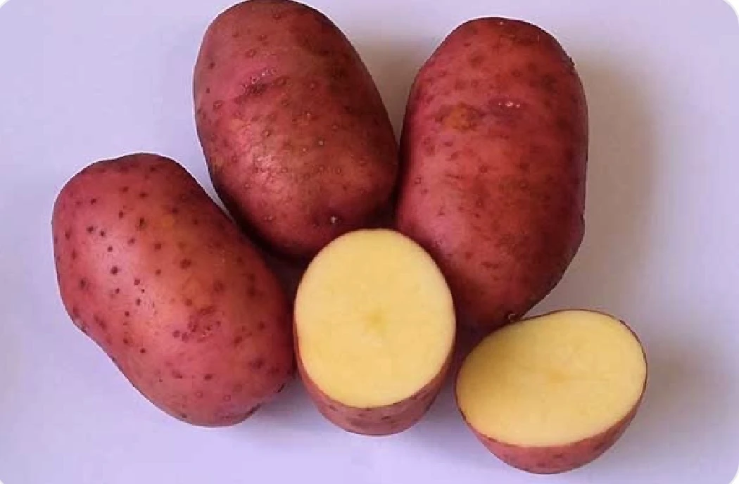 🥔 Картофель Балтик Роуз, сетка 2,5 кг Цена 400 руб. 

Балтик роуз – среднеспелый сорт немецких селе