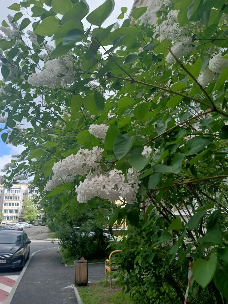 💥На Вологодчине сохраняется жаркая погода. В пятницу, 12 июня днем от +26 до +31 градуса, кратковре