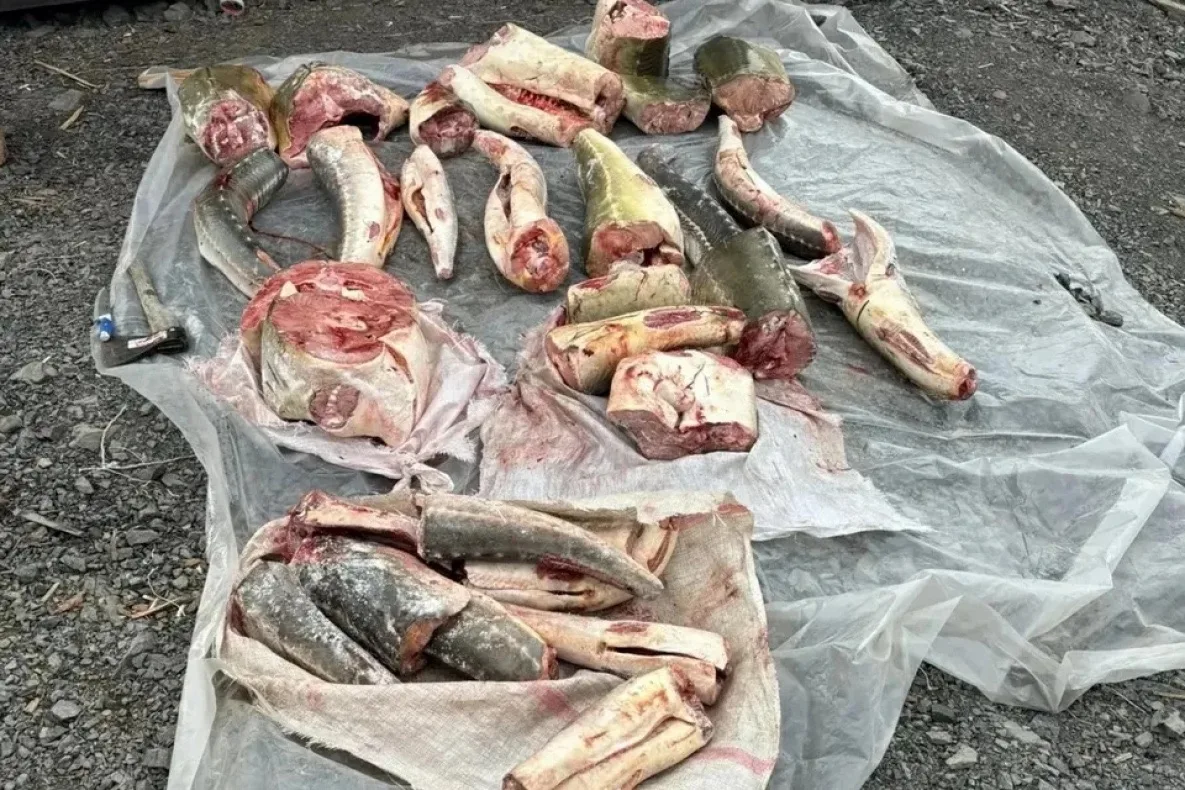 🐟Холодильник на пять миллионов рублей 

В Амурском районе Хабаровского края задержан «рыбный магнат