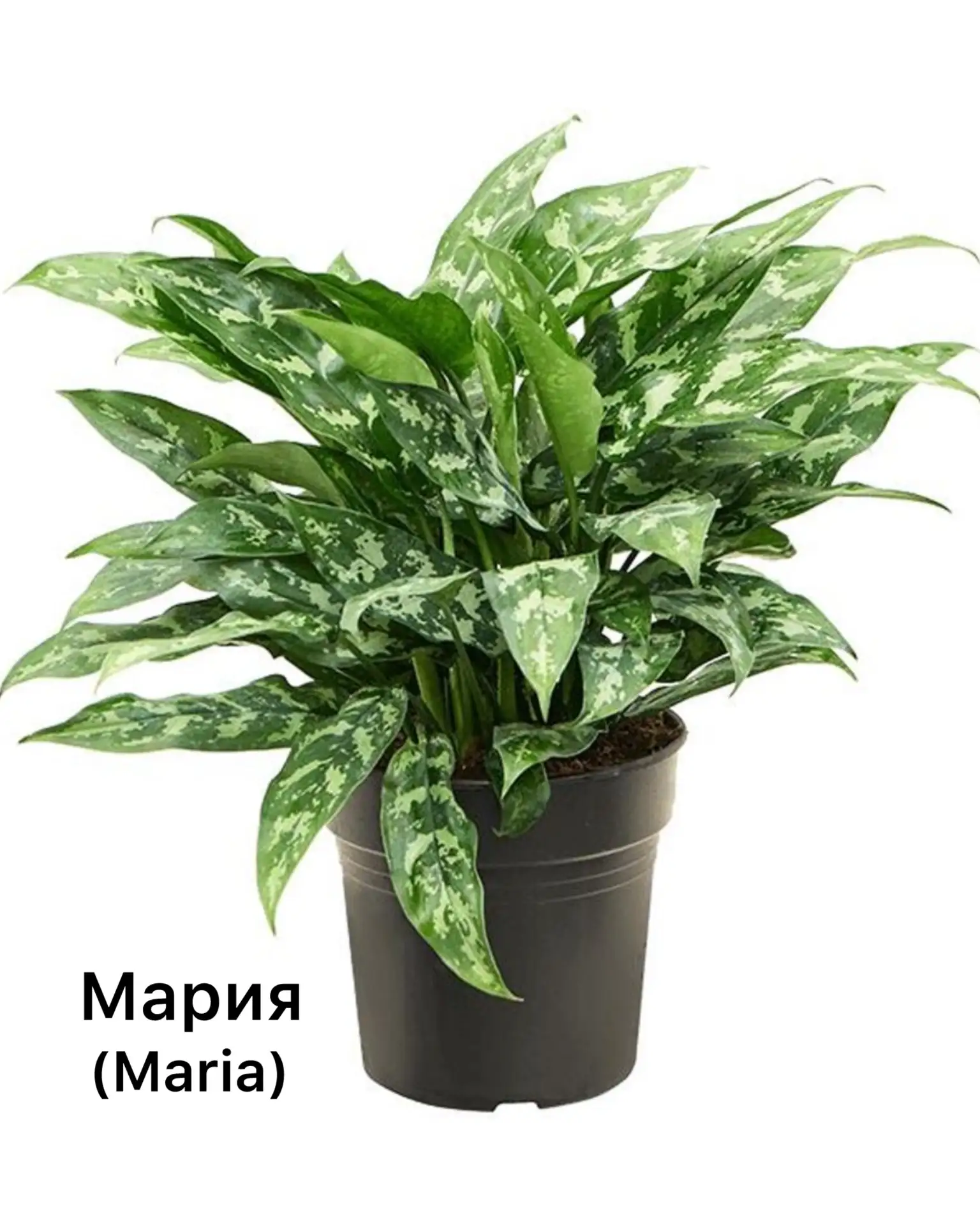 Представляю на фото 10 самых популярных сортов аглаонемы🤩

Сортов аглаонемы существуют сотни, и сел