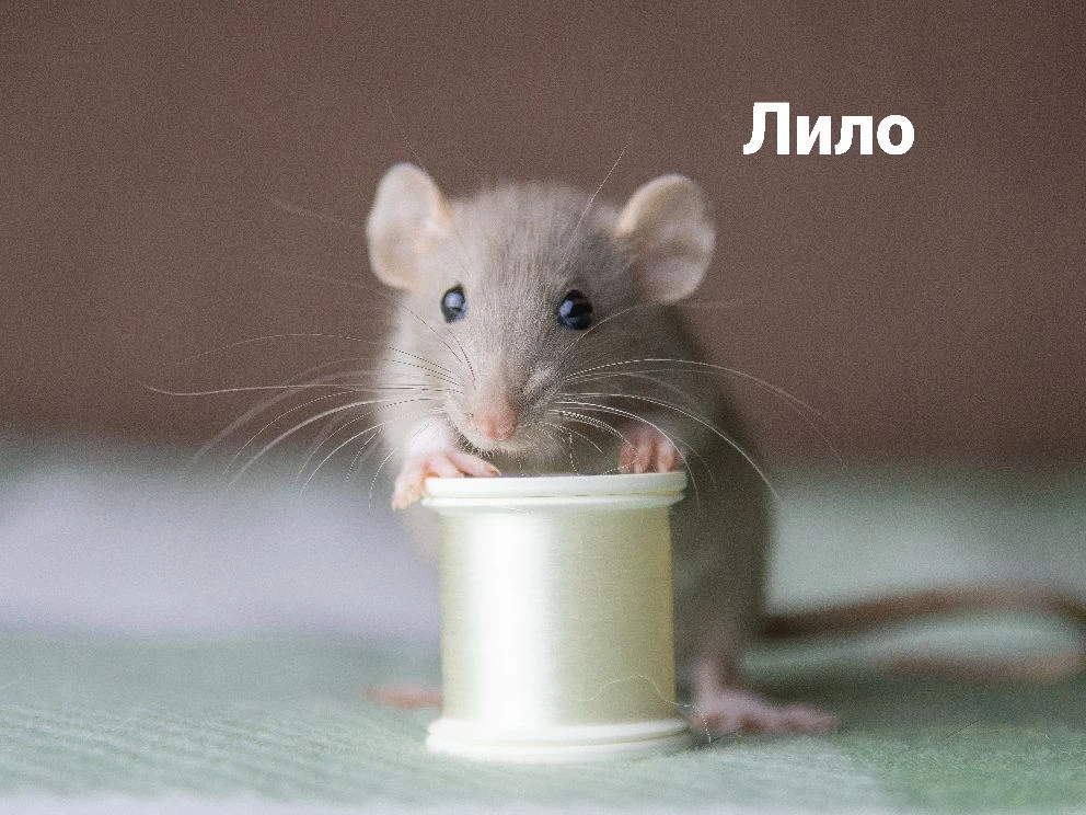 Дамочки

#ПерламутровыеПуговички