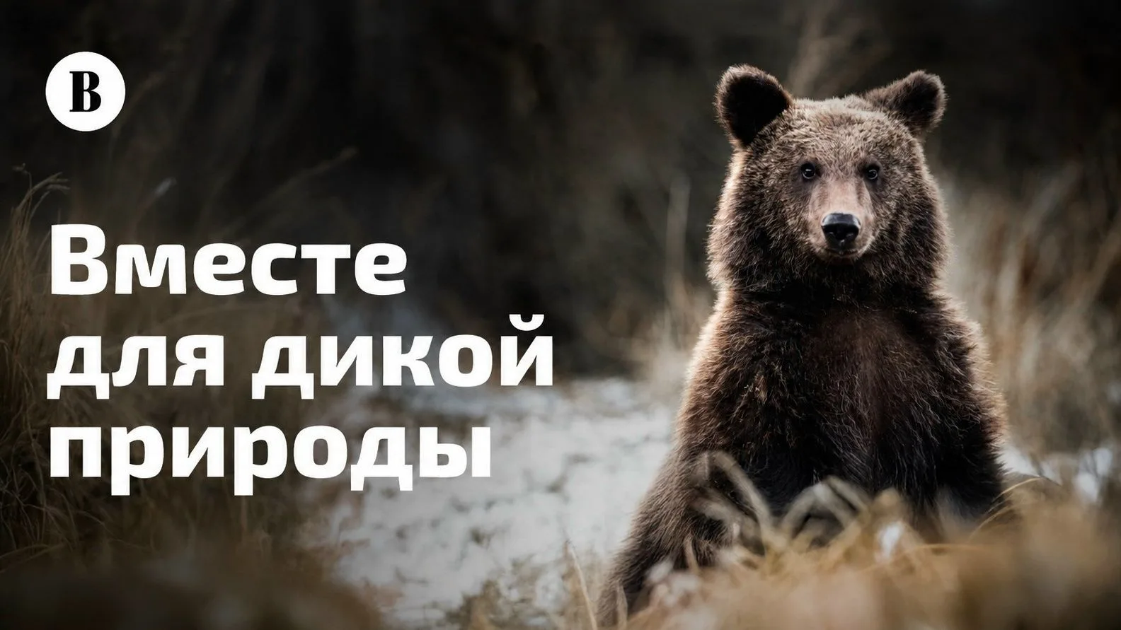 🐾 В этом году мы объединяем усилия для защиты дикой природы России! 🐾

Ведущее деловое издание «Ве