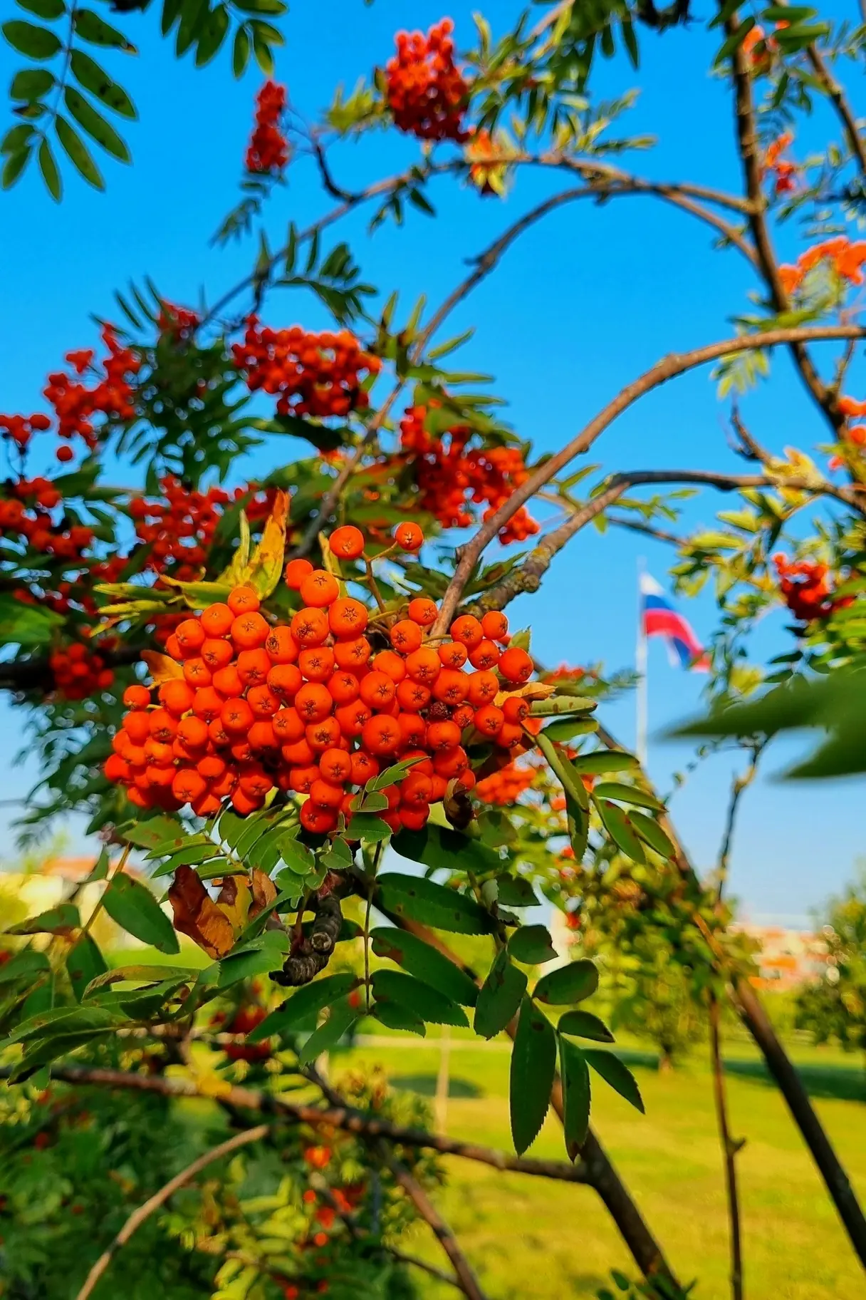 С ДНЁМ РОССИИ! 🇷🇺
