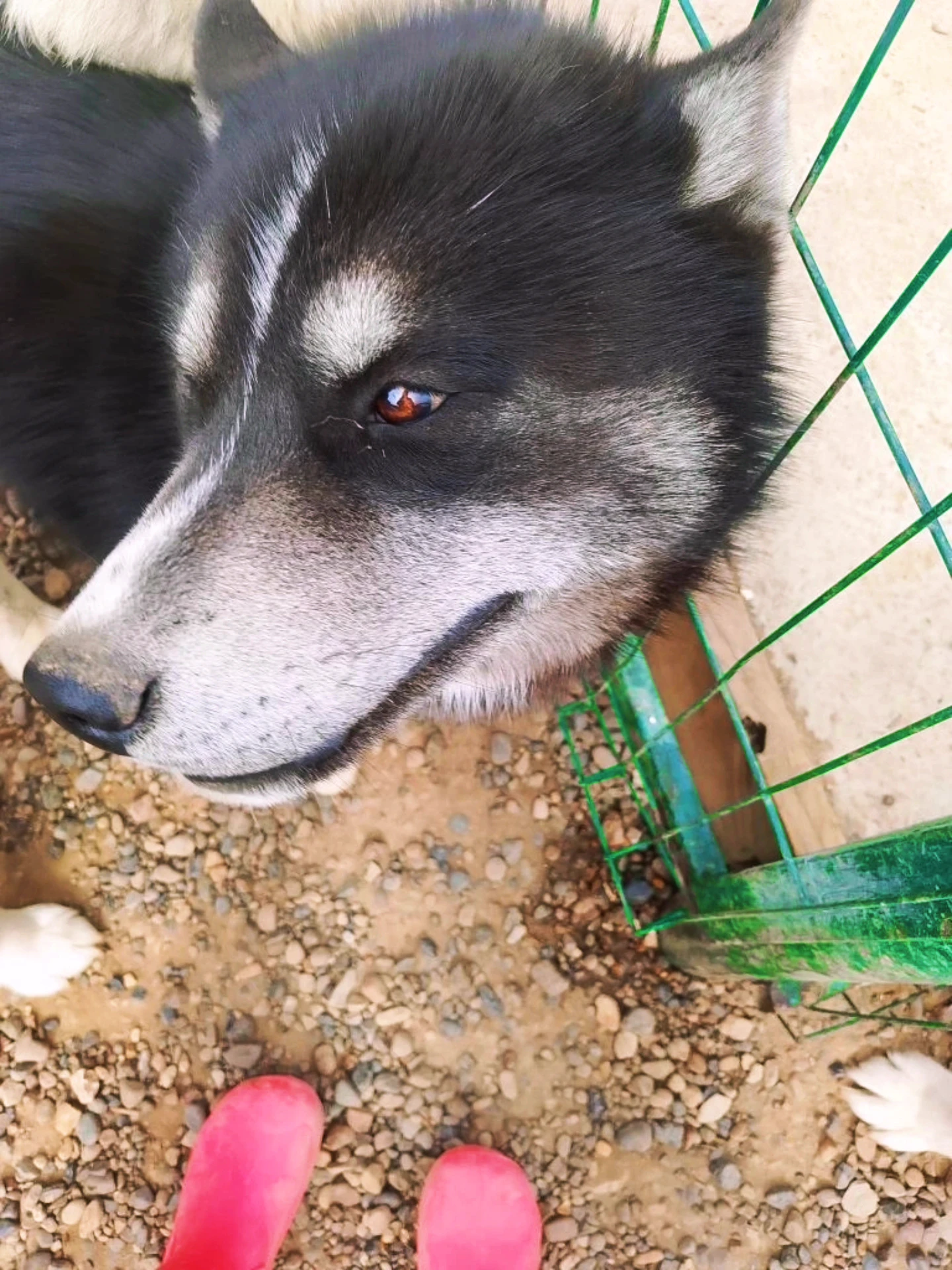 🐕 ЛАЙФХАК: Как подружиться с хаски за 1 минуту

❌ НЕЛЬЗЯ:
— Подходить сзади
— Гладить по голове нез