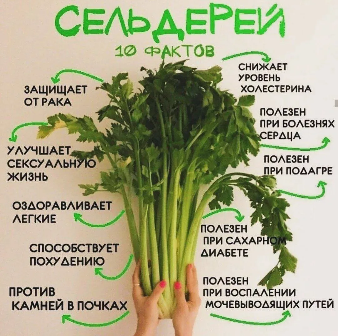 Факты про сельдерей 🤗

👉Здоровое тело