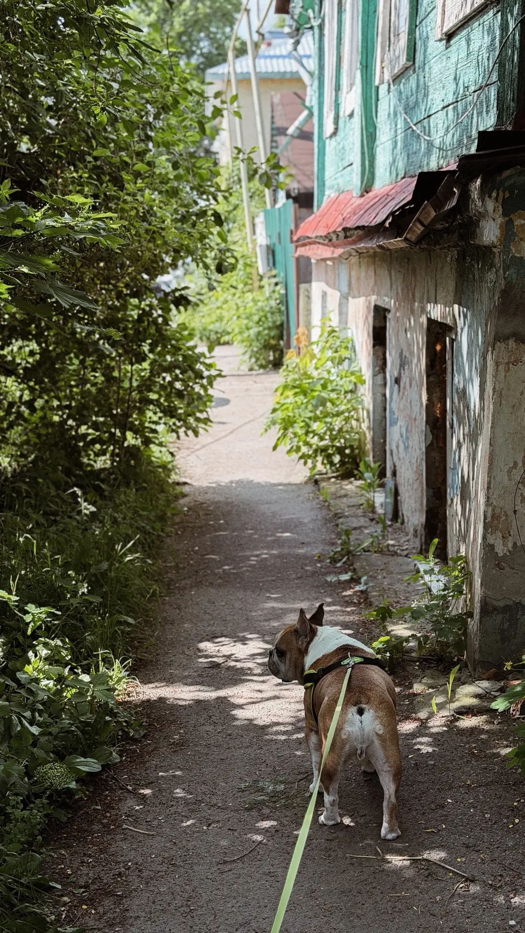 В обычное от блога время, я гуляю по старым улицам города наедине со своими мыслями и собакой. 

Это