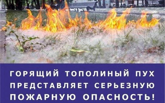 Неотъемлемый атрибут лета и причина многих проблем – тополиный пух. В период его цветения количество