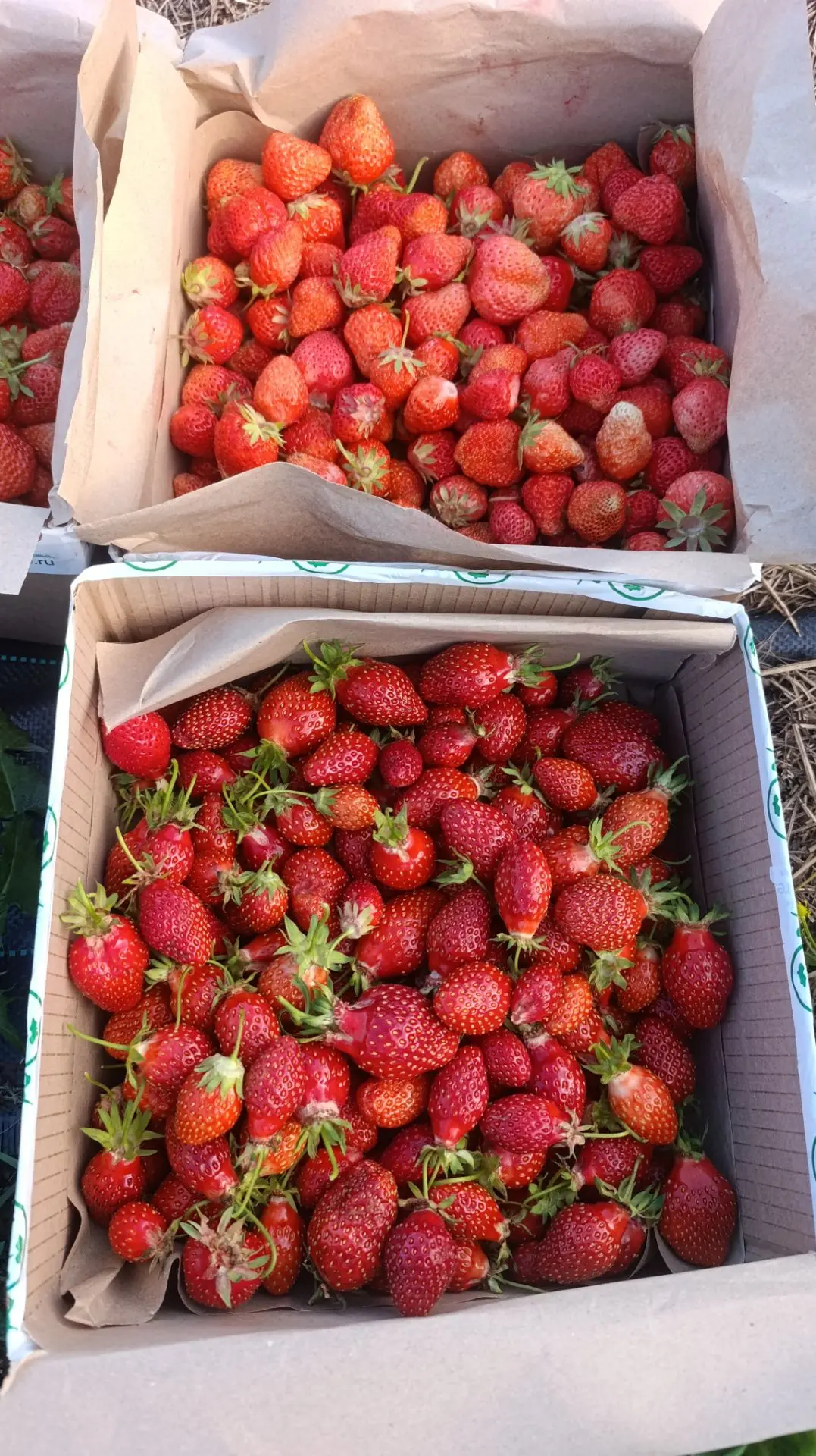 Сегодня есть немного ягоды. Самовывоз с фермы.
СТОП / ПРОДАНО
🍓 1 кг. - 1000₽
Есть 30 контейнеров п