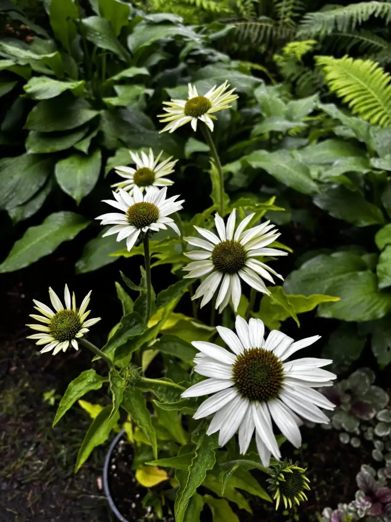🌼 Эхинацея Primadonna White — белоснежная красавица, которая украшает сад с середины лета до осени!