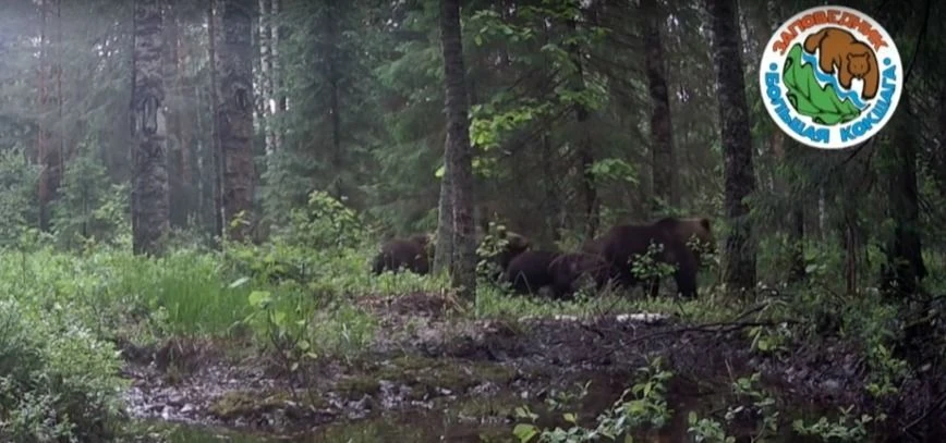 🐻 В Марий Эл сотрудники заповедника «Большая Кокшага» засняли на видео уникальный момент: медведица