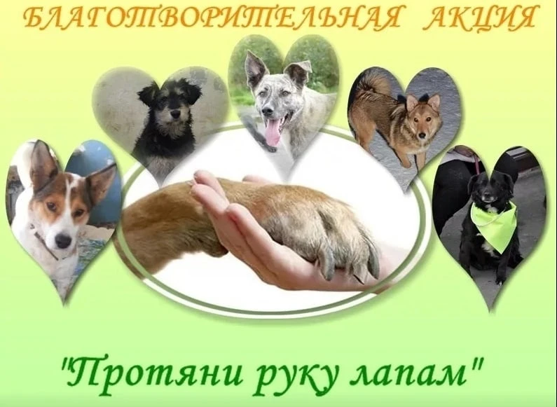 В нашем саду проводилась благотворительная акция «Протяни руку лапам» по сбору кормов для городского