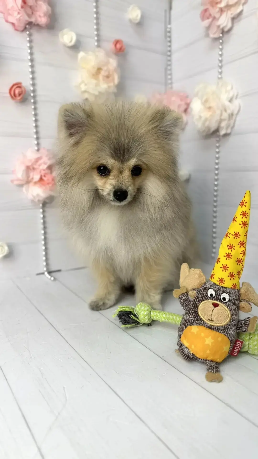 🥰 Первый груминг для малышки Лоры! Поздравляем✨ Совсем маленькая, поэтому пока только гигиена. Но д