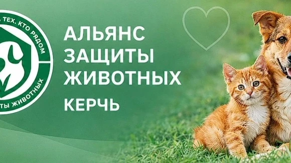 🐾 Некомерческая организация «Альянс защиты животных» ищет партнёров для помощи животным 🐾 
 
#добр