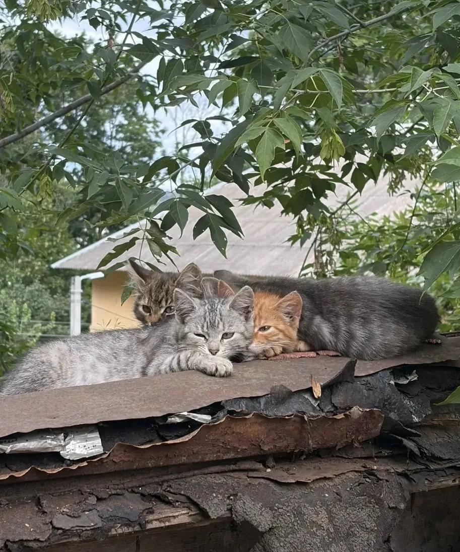 Пристраиваем 4 игривых котенка, 2 мальчика и 2 девочки. Возраст: около 3 месяцев. Котята пока здоров