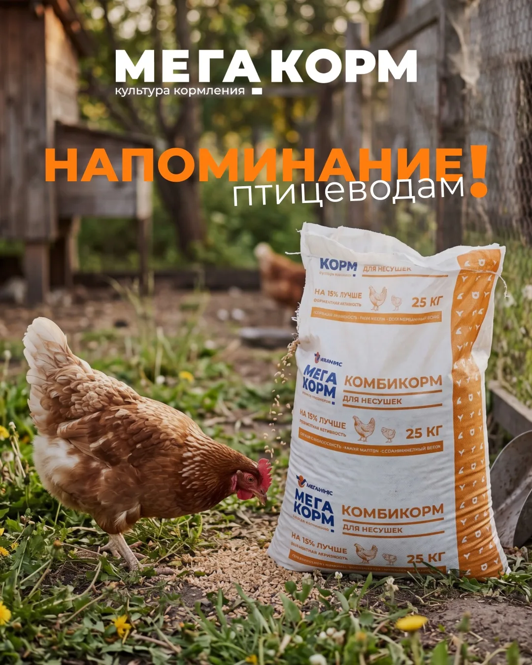 ☀️ Лето для кур - время зелёной травы, долгого светового дня и высокой яйценоскости.

В тёплое время