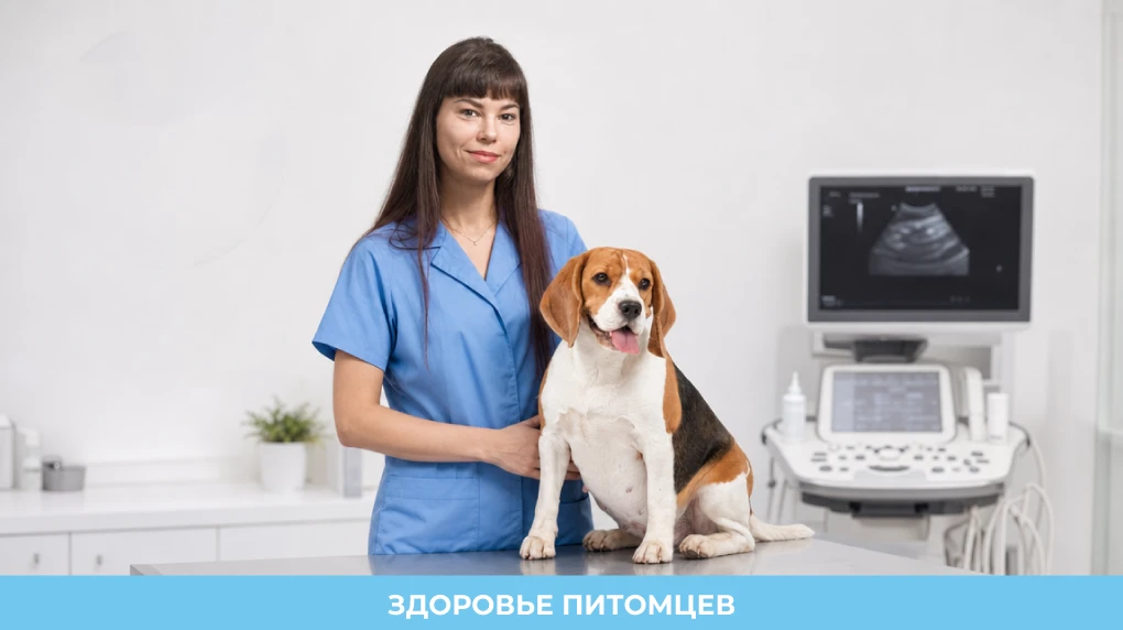 Советы Ангелины Витальевны Лукмановой ветврача Дёмской ветеринарной клиники
Каждый день на приём ко 