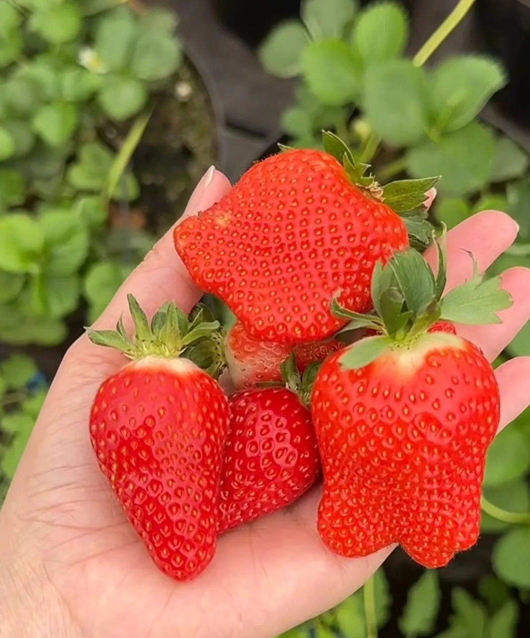 🍓 Чем полить клубнику на большой урожай

У нас уже начала плодоносить клубника! Первые ягодки собра