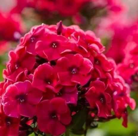 Флоксы метельчатые: уход в разгар лета 🌸🌿

Флоксы — душа русского сада. В июле они набирают бутоны