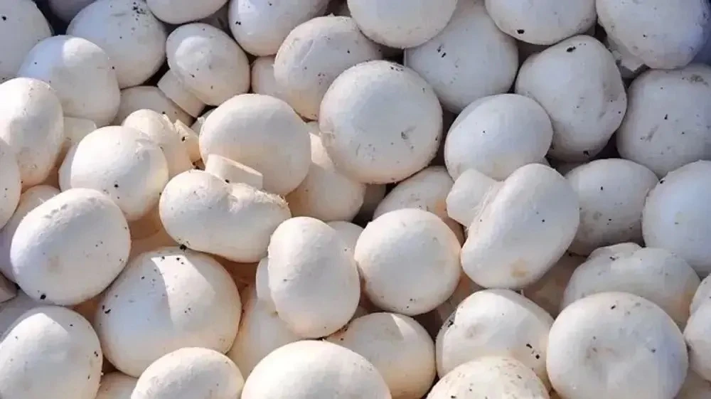 Уважаемые покупатели! Сегодня в продажу поступили ГРИБЫ ШАМПИНЬОНЫ 🍄‍🟫
❣️Цена *179,90 руб за кг.*
