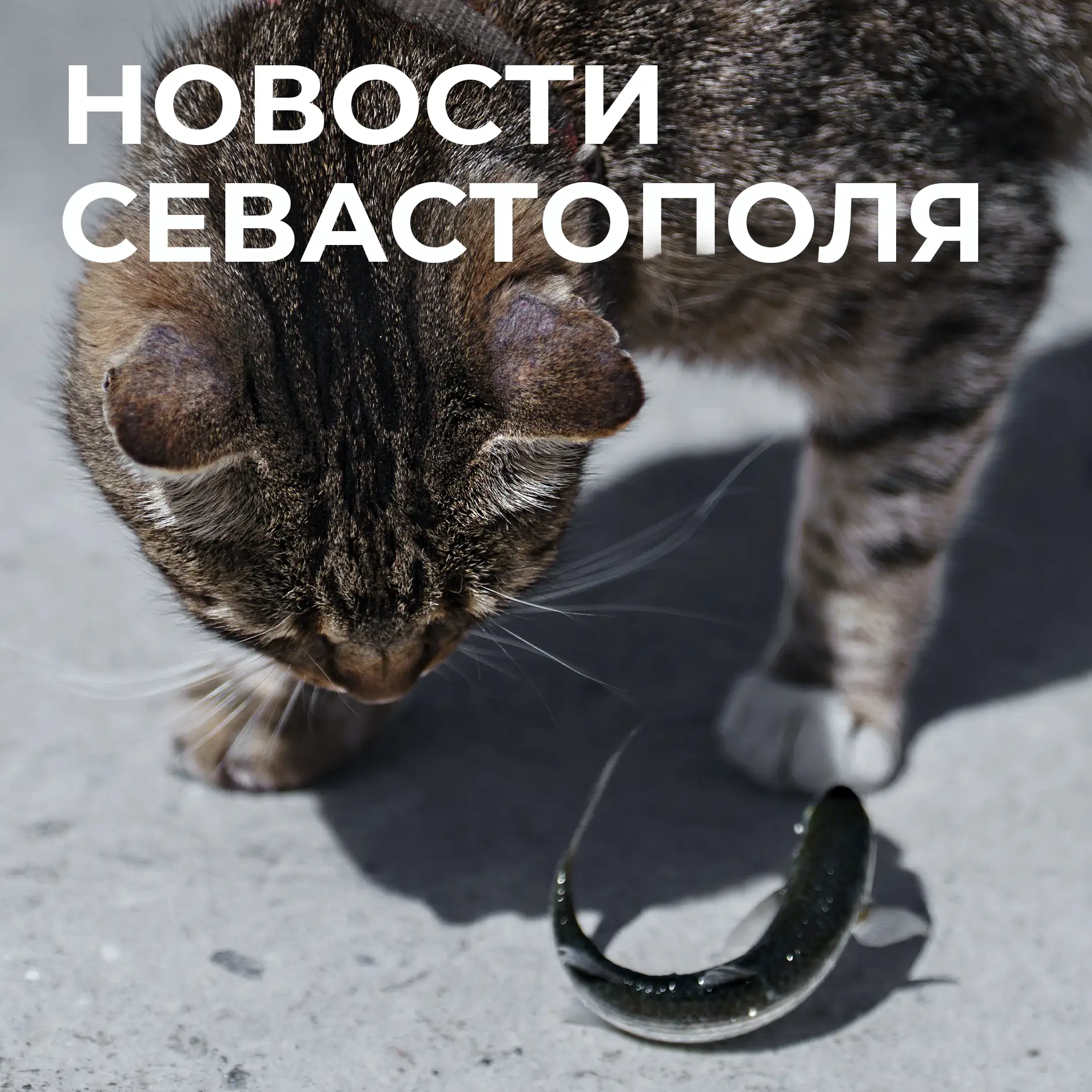 Коротко о главном:

▫️За минувшие сутки в Севастополе 8 раз звучала воздушная тревога. Наши военные 