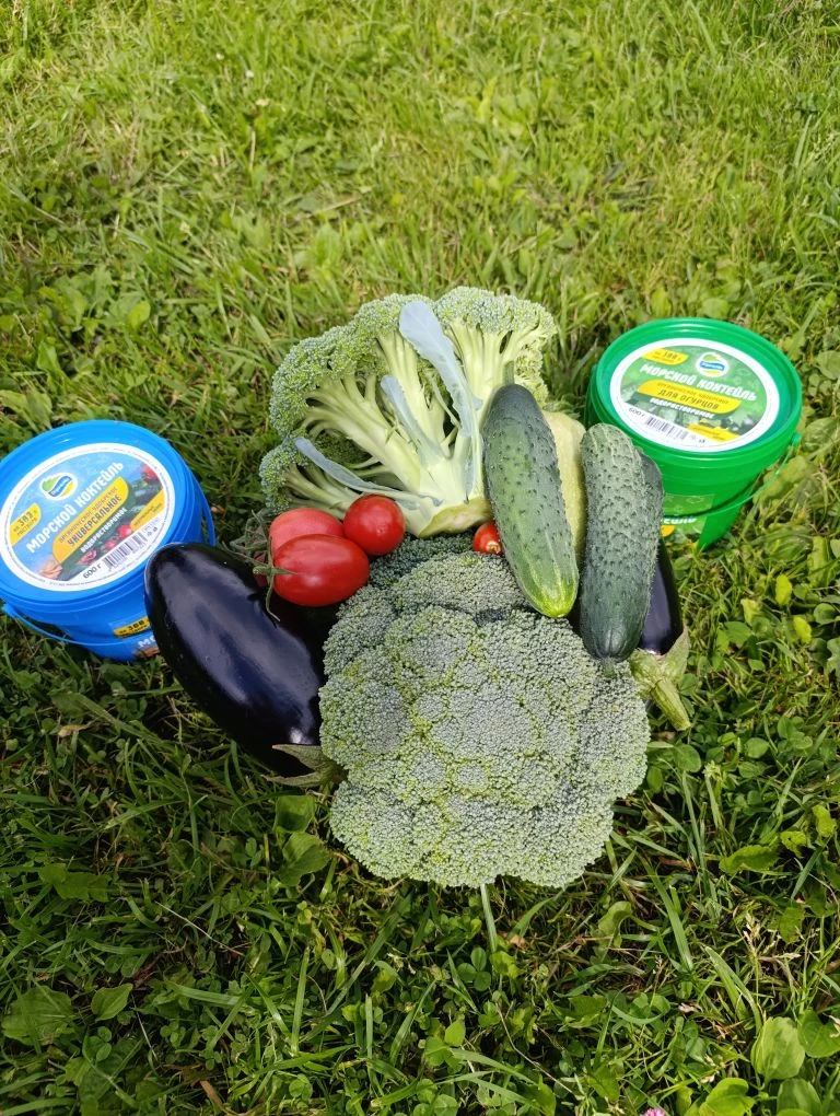 Как приятно с утра собрать урожай 👍🍅🍆🫑🥦🥒.
ОМ спасибо за вкусняшки ❤️❤️❤️