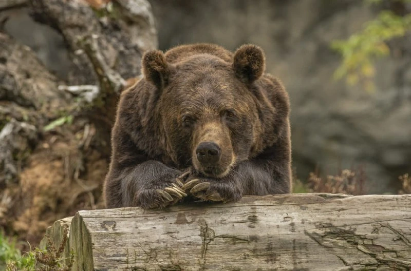 🐻С 1 августа после многолетнего перерыва в Татарстане официально откроется охота на медведя

Стоить