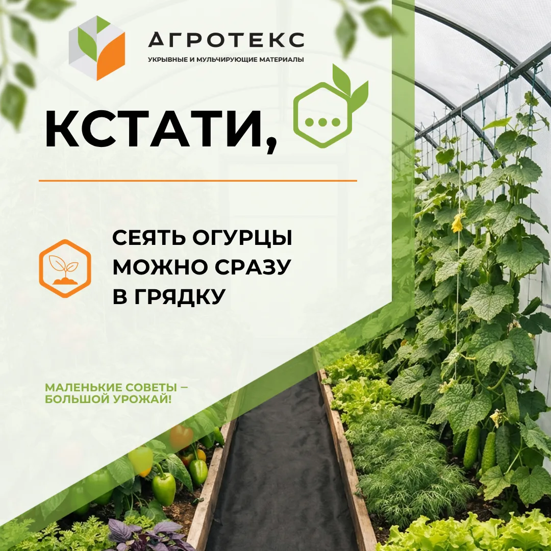 И даже нужно! Потому что рассада дома перерастает, и приходится думать, как ей помочь. А если сеять 