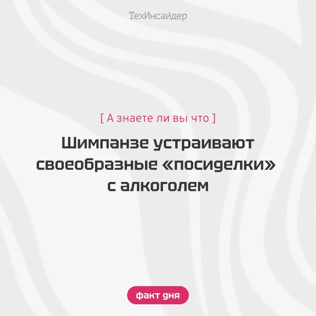 В национальном парке Кантаньес в Гвинее-Бисау ученые впервые сняли на видео диких шимпанзе, которые 