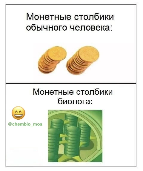 Хлоропласты и граны
☘️Строение хлоропласта
Хлоропласты — двумембранные органеллы растительных клеток