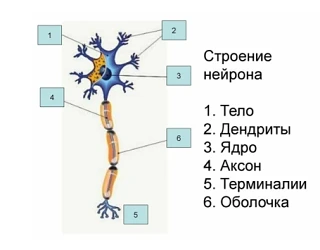 📌Рубрика "ЭТО ИНТЕРЕСНО": НЕЙРОН.
📝Нейрон — основная структурная и функциональная единица нервной 