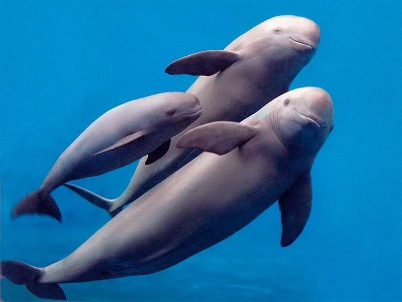 🐬 Морская свинья (буртук): дельфин, которому нужна помощь 🐬

Морская свинья, или буртук, — млекопи