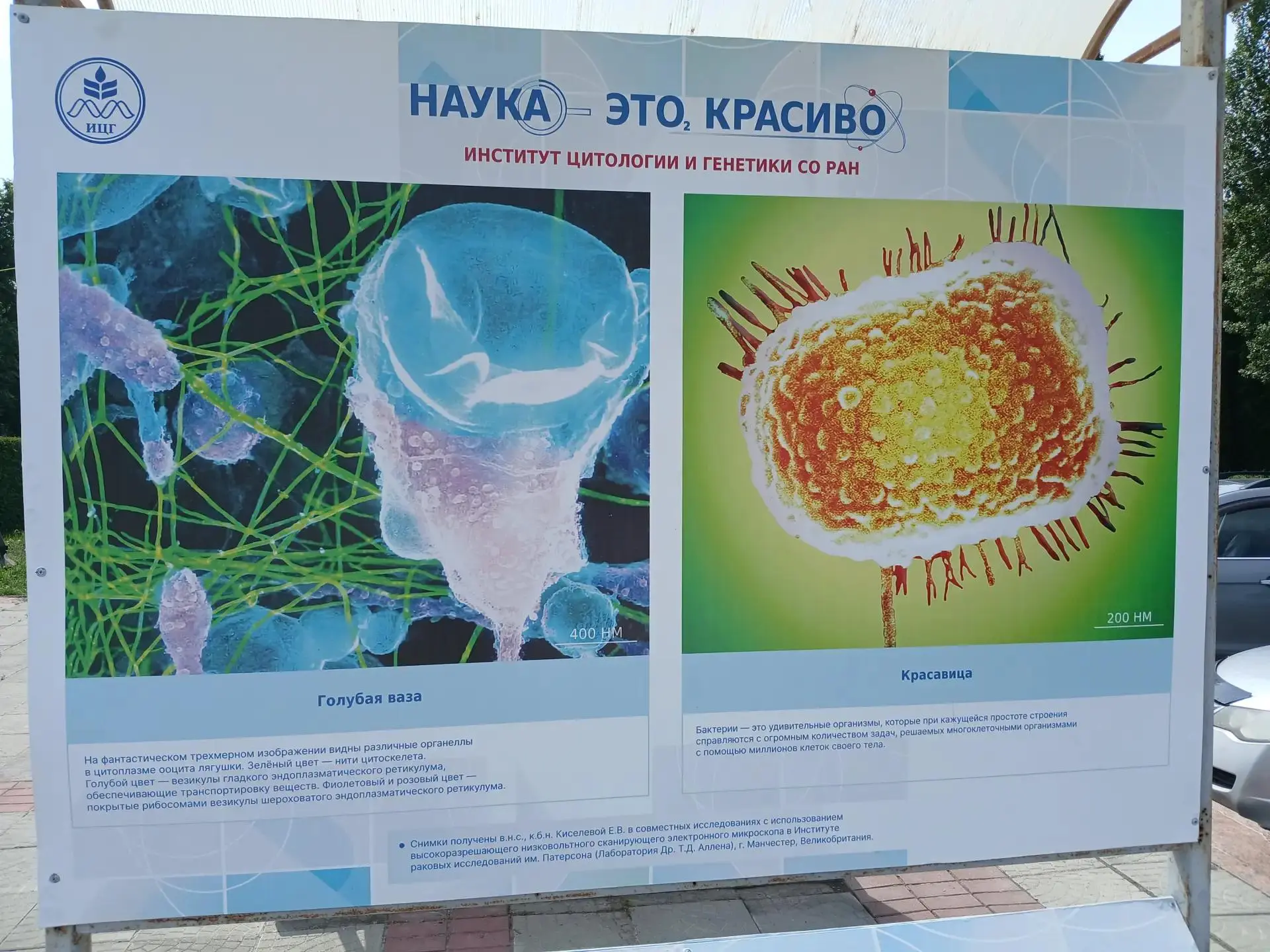 "Наука - это красиво"

📸 ИЦиГ СО РАН принял участие в уличной фотовыставке, посвященной 95-летию ак