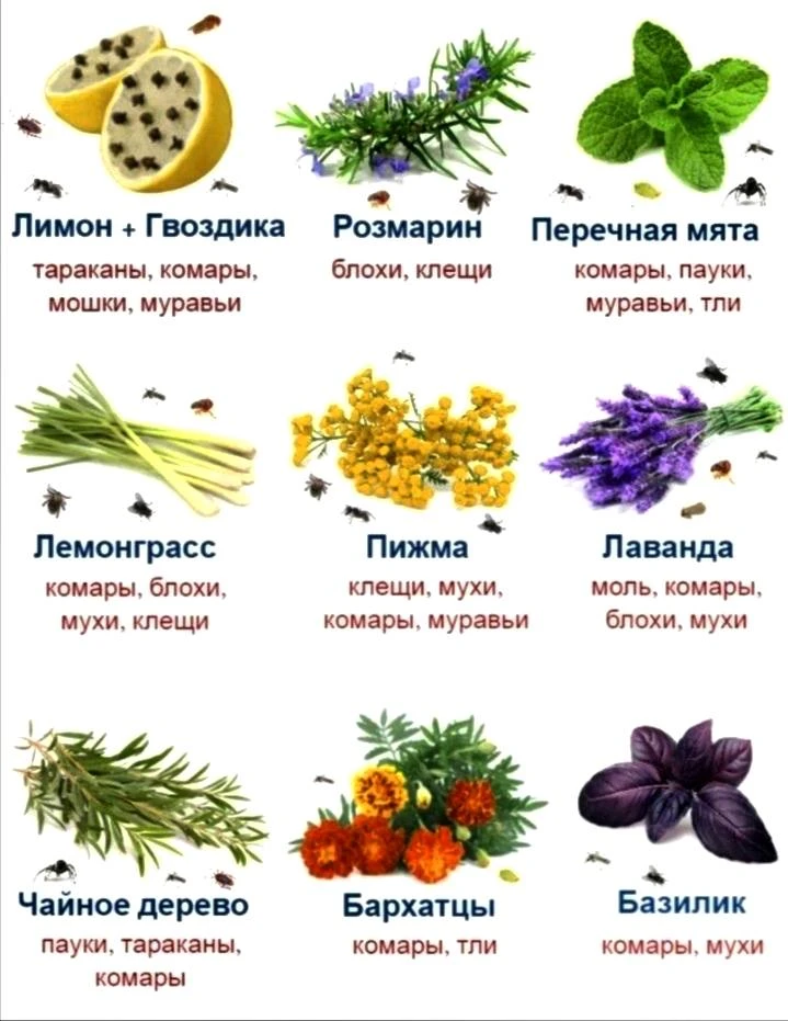 Какие растения отпугивают насекомых 🌼

Посадите эти растения — и вредители обойдут участок стороной