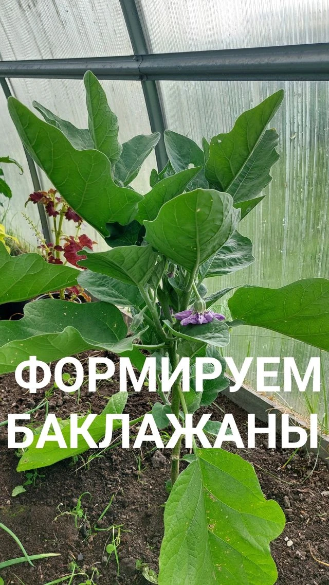 🍆Формировать баклажаны очень легко! 
Принцип формирования похож на томаты.
Покажу, как я формирую б