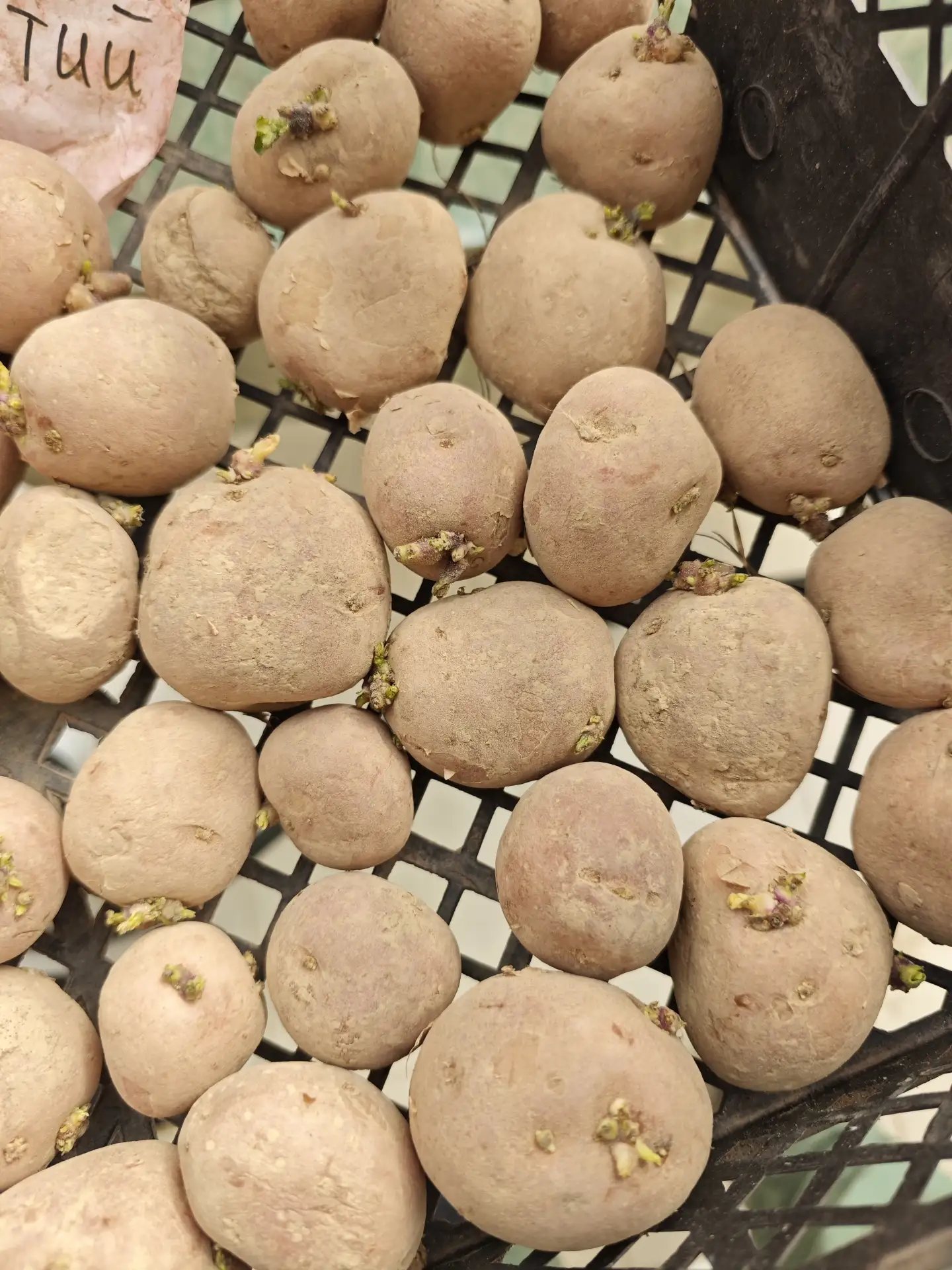 21 мая - контроль хода яровизации и апикального доминирования https://school.agrodozor.ru/potatotech
