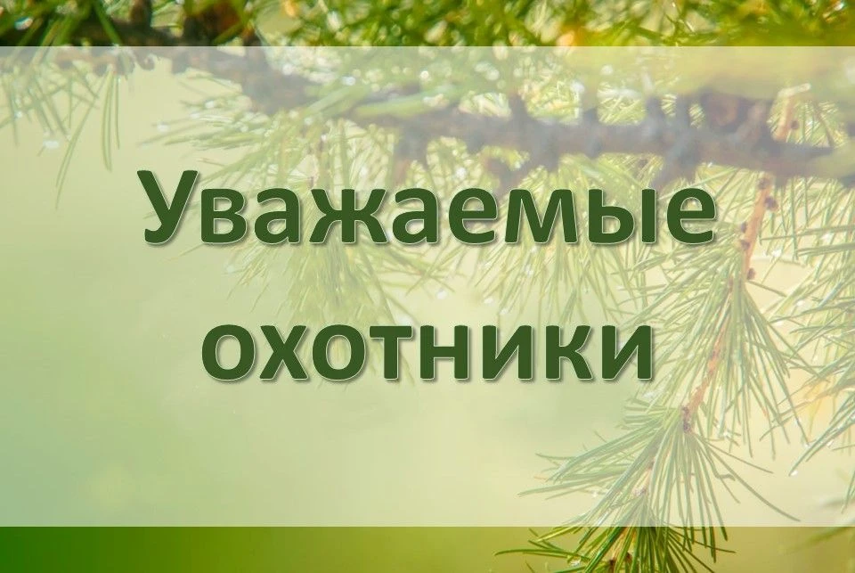 ⚡️ С 29 июня стартует прием заявлений на добычу бурого медведя

Информируем о начале приема заявлени