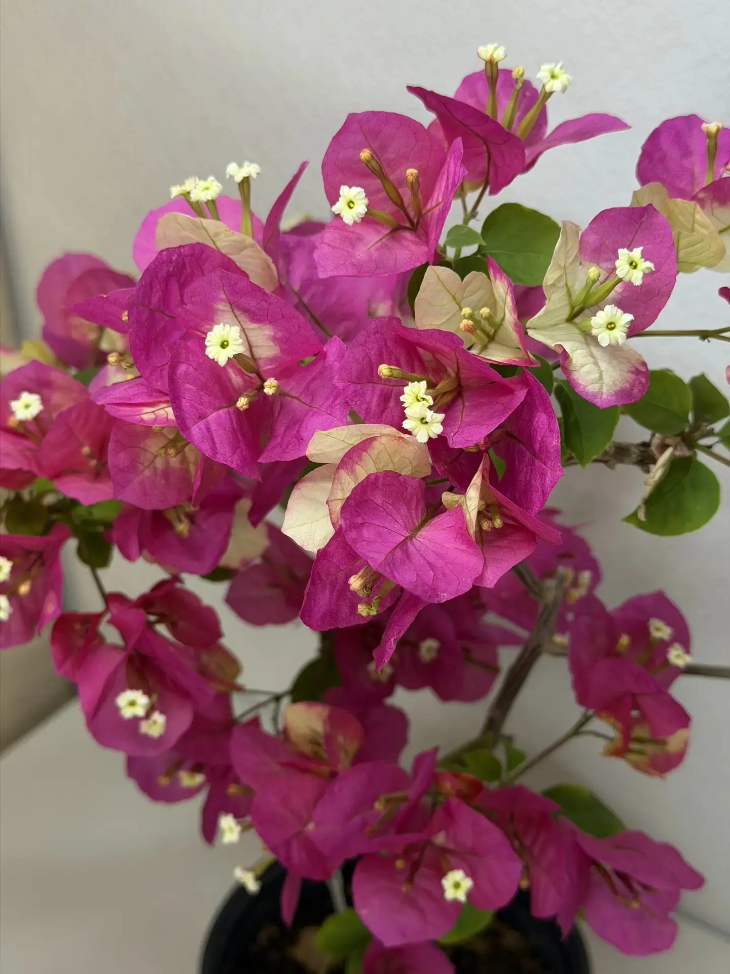 Группа Цветы от Марины 
Цветы для дома и души🌺
Самовывоз Оренбург. 
Отправка по России через ОЗОН
 